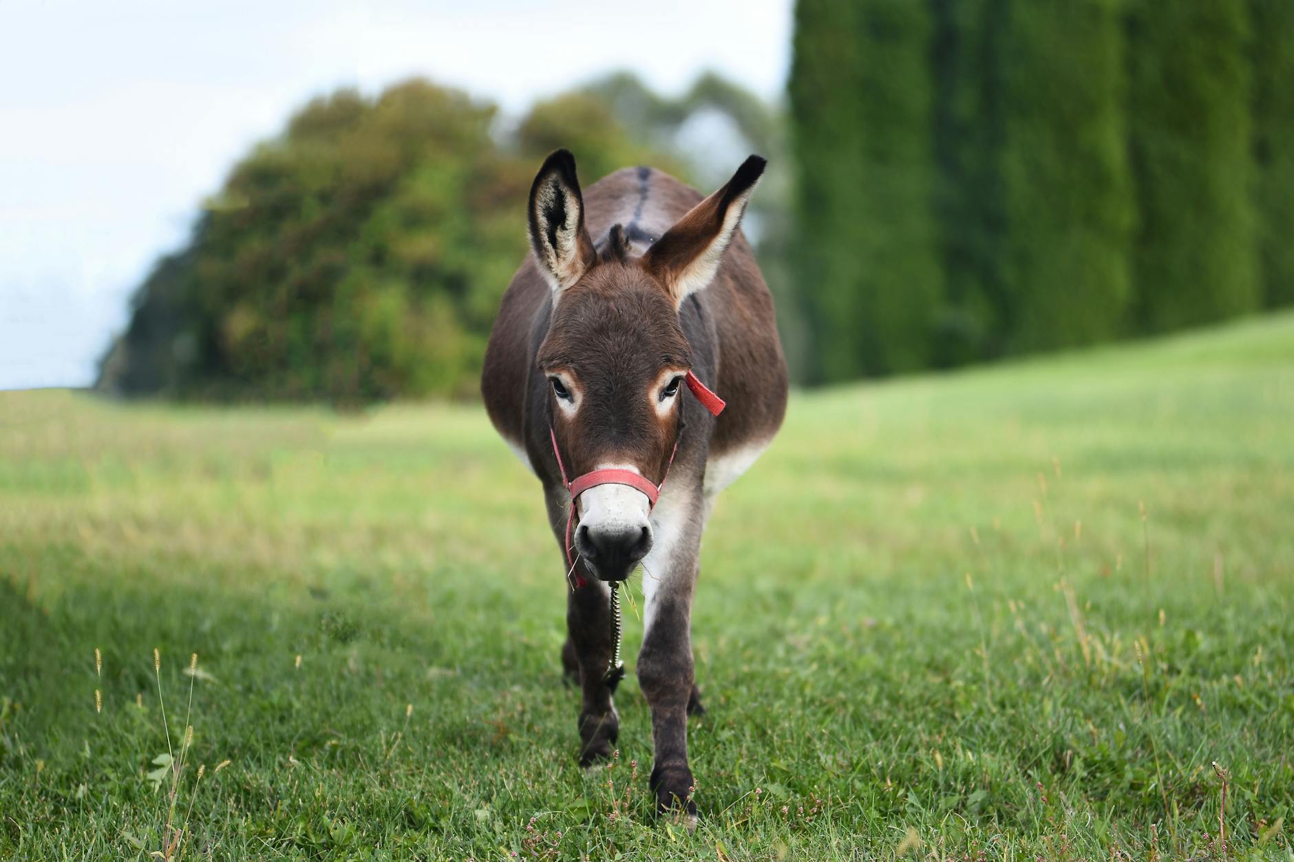 photo of brown donkey