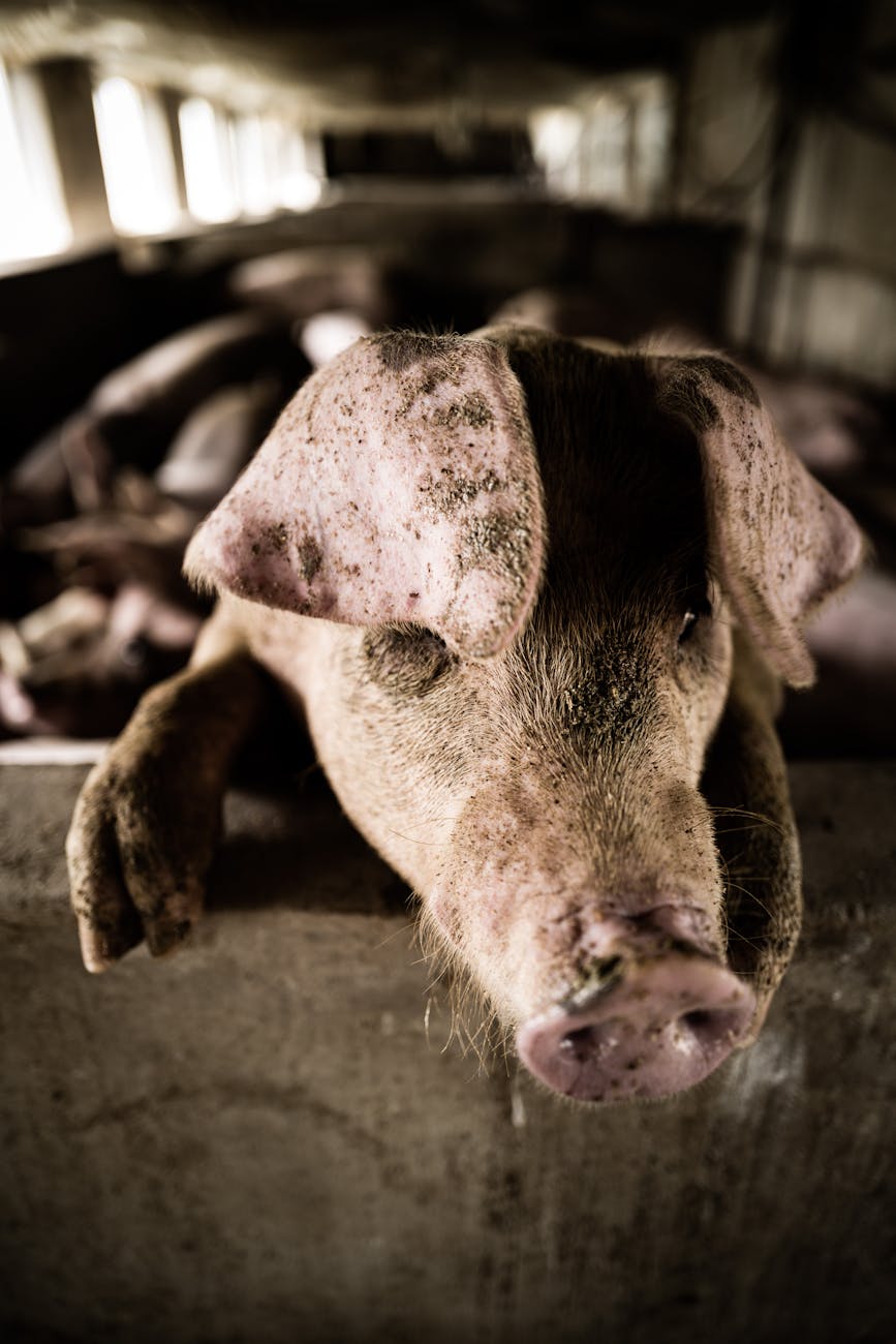 Pigs Without a Blanket – The Prodigal Son Story  What is Forgiveness?