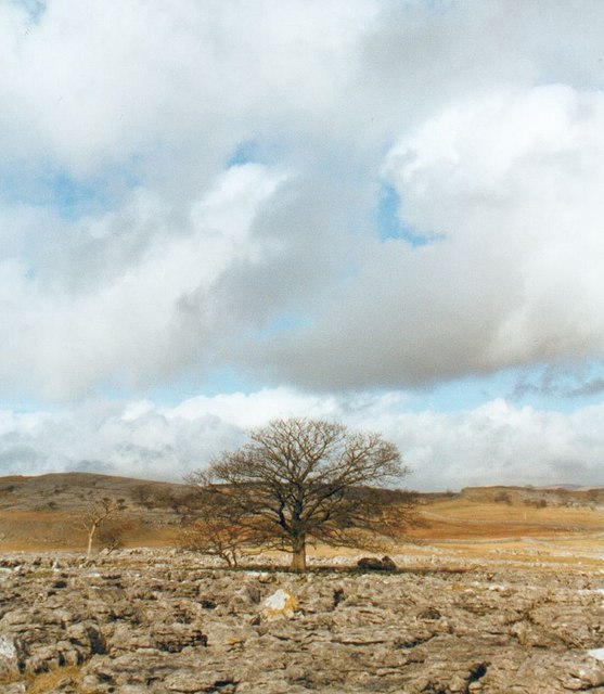 Ash tree, Old Pasture